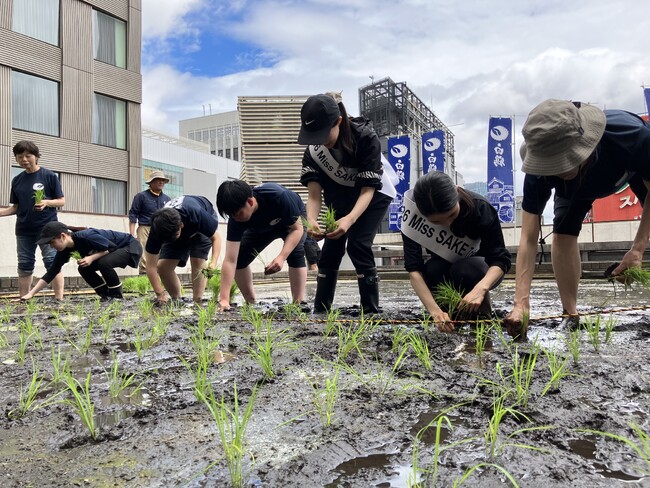 今年が最後の米作り！自社ビル屋上「白鶴銀座天空農園」で酒米「白鶴錦」の田植えが無事終了！