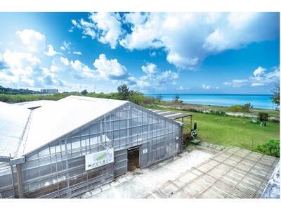【ウェルネス旅×沖縄夏グルメ】　海ぶどう農園 海ん道発！“朝採れ・山盛り”海ぶどうを楽しむ、沖縄流しゃぶしゃぶ