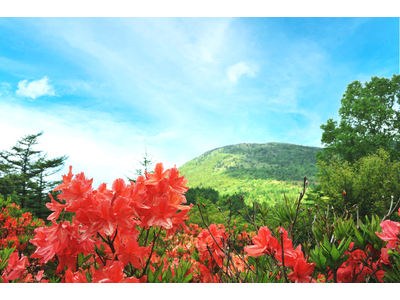 【長野県東御市】初夏の高原を彩る60万株!絶景を楽しむ「湯の丸高原つつじ祭」開催中|6月22日はイベントデー!