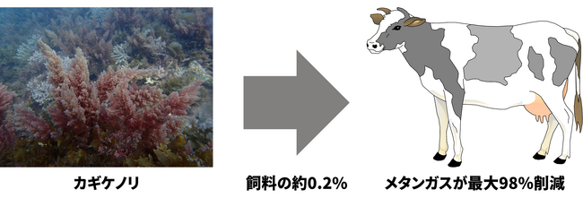 サンシキと高知大学、畜産由来のメタンガス削減に効果的な海藻「カギケノリ」の生産に関する成果を学会発表