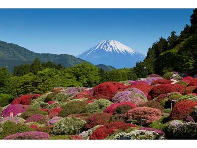 「ナショナルコレクション」認定の100年前から変わらぬ庭園がここに！“小田急 山のホテル”で 「つつじ・...
