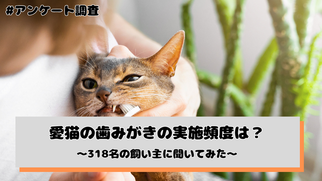 愛猫の歯みがき、実施頻度は「月1～3回程度」「ほとんど行っていない」が計54.1% --"嫌がる"が81.2%で最大の壁に（猫の飼い主318名へのアンケート調査）