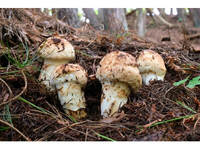 今年は豊作！生産量日本一の長野県から「秋の王様」松茸が銀座へ