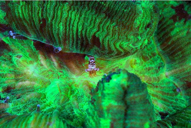 CÉuvFN₩ɑʐ^WgMELUSINAiW[ijh𔭔