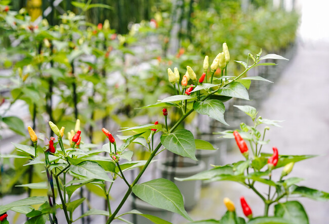 「沖縄の島唐辛子は、本土でも育つ。」April Dream 2026
