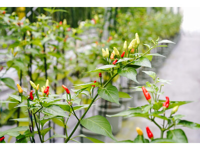 「沖縄の島唐辛子は、本土でも育つ。」Kukulcanが描く“あきらめない食の未来”