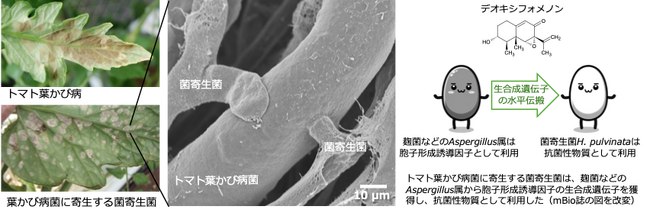 【摂南大学】トマトの病原菌を食べる菌を発見