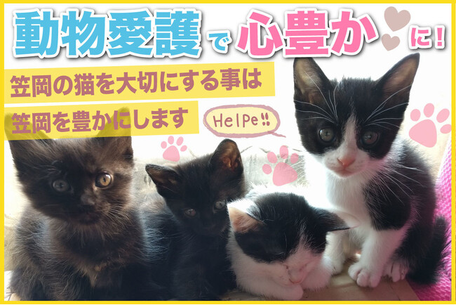 笠岡市初の猫カフェを目指して！保護猫42匹たちがより快適な空間で暮らせるように。食料・環境整備へご支援を！