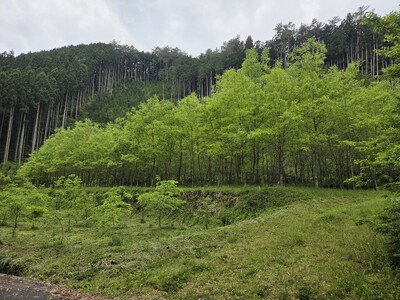 森を大切に育ててきた人の想いが形になった、優しさに包まれた森林レンタルエリアが山口県周南市に誕生！この森を、同じように大切に思ってくれるあなたに。