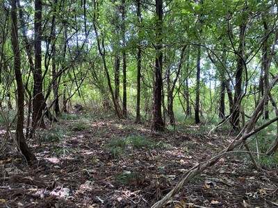 森林レンタルサービス『フォレンタ』、千葉県館山市に新エリア『SOUTH ONE FOREST館山』をオー...