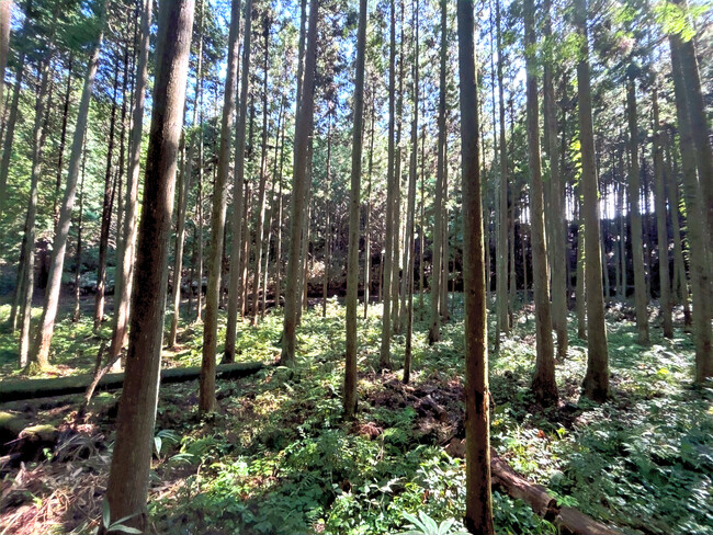 フォレンタ、奈良県に初進出！先祖代々受け継いだヒノキの森を活用した「まほろばキャンプエリア」オープン