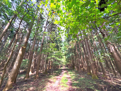 栃木県日光市にフォレンタの新エリア誕生。赤沢の清流と杉檜の森を年間レンタルで開放