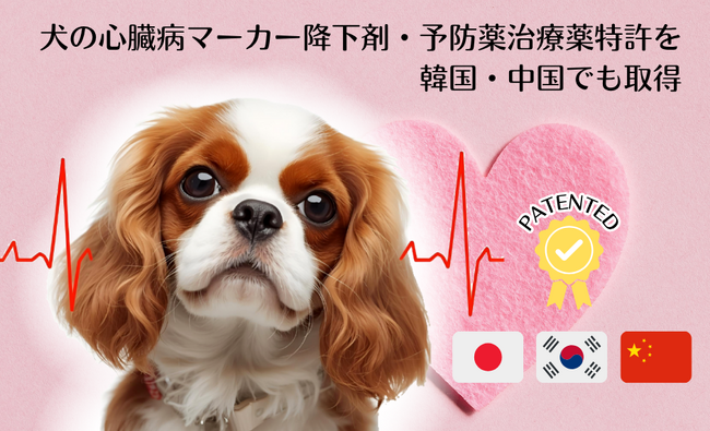 犬の心臓病マーカー降下剤・予防薬治療薬特許を韓国・中国でも取得