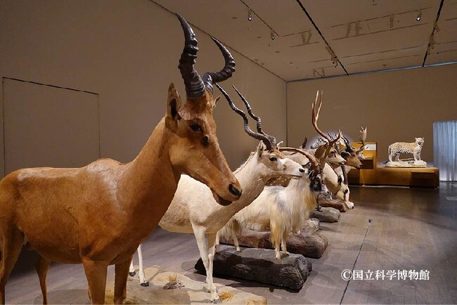 【佐賀県立宇宙科学館《ゆめぎんが》】2025 巡回展 「WHO ARE WE 観察と発見の生物学」を開催します