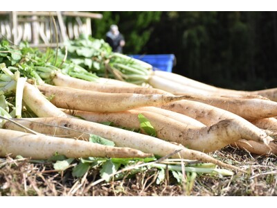 【静岡・三島】伝統のたくあん漬けや大根料理を堪能！坂もの野菜祭り「三嶋大根祭り」開催。JAファーマーズマーケットみしまるかん・三島スカイウォークで12月20日に開催