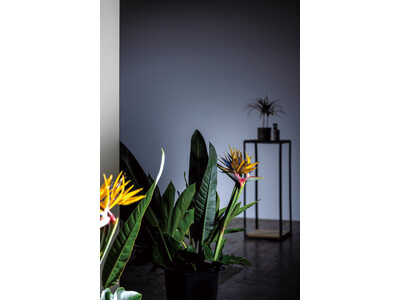 �݂�Ȃ̖����悹�āukuwae�v�̖����ԊJ���܂���