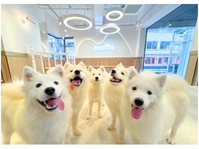 天使の笑顔を持つ犬・サモエドが大阪に『サモエドカフェmoffu』10月1日プレオープンで予約が先行スタート！