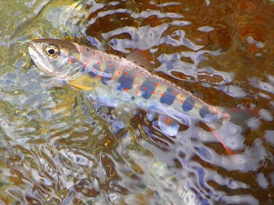 【奈良県】令和８年度あまごの解禁状況について