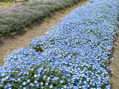 やまと花ごよみ2026「はるいろマルシェin馬見チューリップ」を開催します！