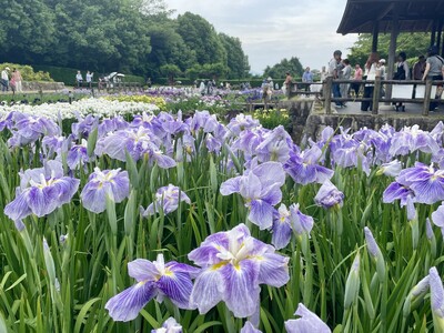やまと花ごよみ202６「にぎわいマルシェin馬見花菖蒲」を開催します！