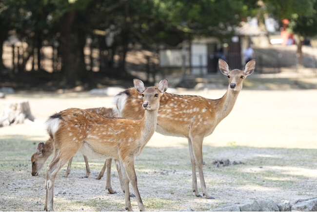 奈良公園の価値を未来へ　ふるさと納税型クラウドファンディングを実施します！