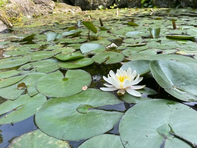 新緑に包まれた美術館で、モネの《睡蓮》と民藝の名品をたのしむ