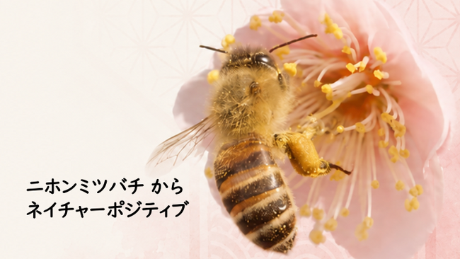 世界ミツバチDayに合わせ公開｜ニホンミツバチからネイチャーポジティブへ ― 日本固有の野生種から、生態系とのつながりを学ぶプラットフォーム