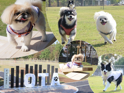 【群馬県太田市】愛犬家の皆さまに嬉しいニュース♪ドッグパークおおたがオープン！