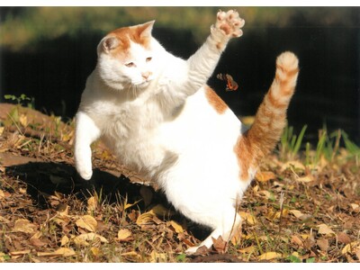 大佛次郎×ねこ写真展2027 作品募集！！