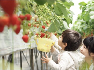 【福助ファーム】6種類のいちごを食べ比べ！地域最大級の農場で始まった、三田の贅沢いちご狩り。