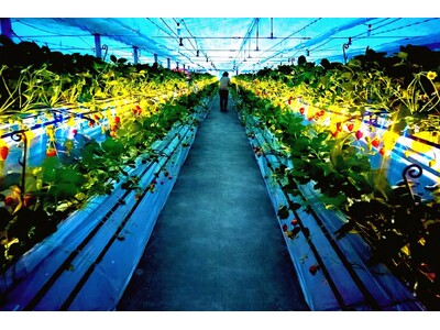 【福助ファーム】3月20日(金)兵庫県三田市で「夜のいちご狩り」開始。ライトアップハウスで楽しむ幻想的な“大人のいちご時間”