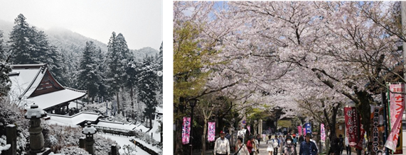 【岐阜・揖斐】圧巻の「桜のトンネル」から清々しい新緑まで。春の訪れを告げる、揖斐エリアの厳選スポットをご紹介雪解けの「天空の茶畑」や この時期しか出会えない幻の伝統野菜など