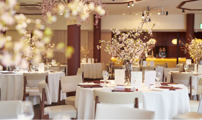 【札幌】1,000坪の日本庭園に桜が咲く6日間限定　創業80周年のエルムガーデン、琴の生演奏付きランチ会席を開催