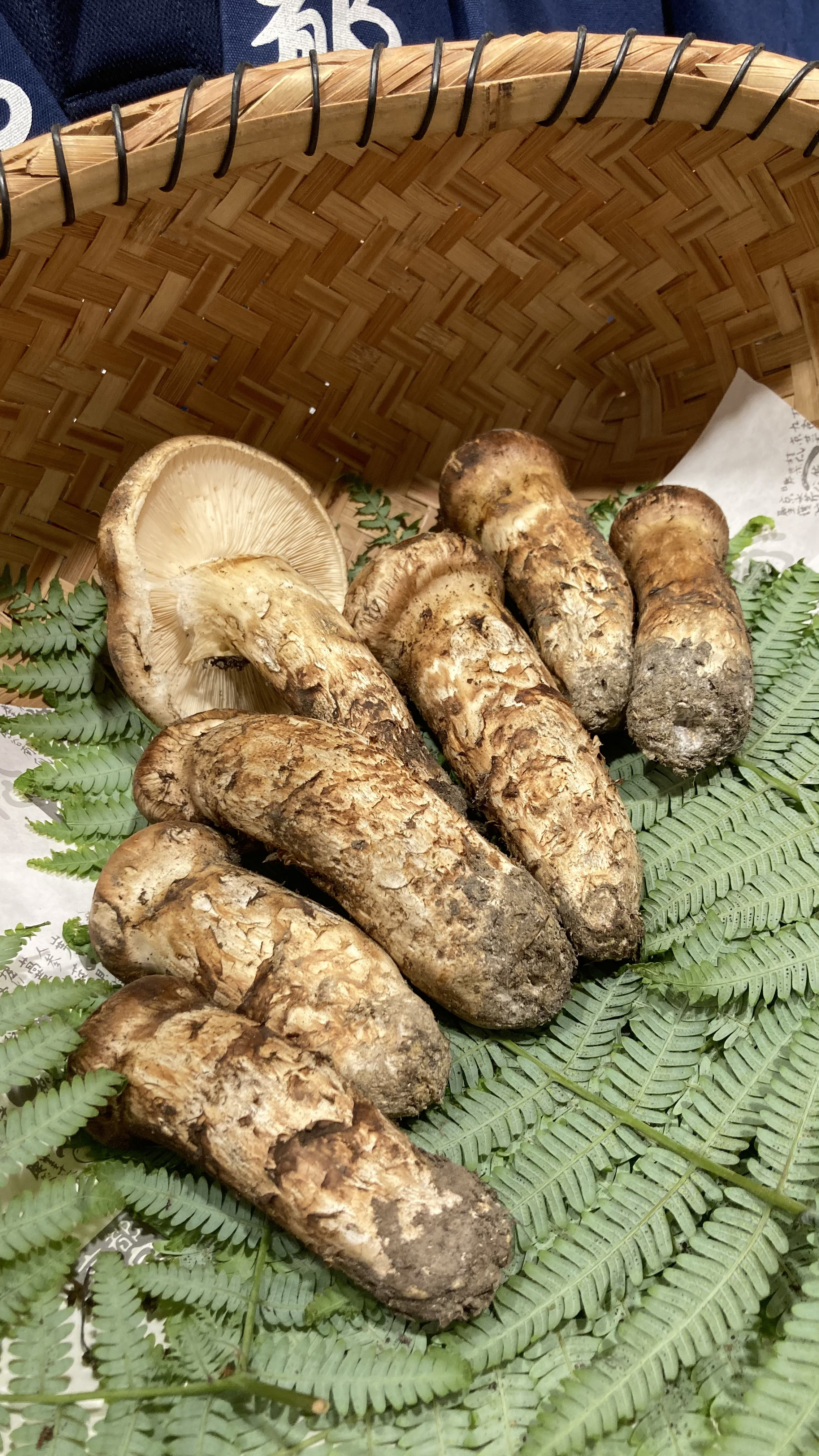 早くも秋の味覚の代名詞“松茸”初入荷！！