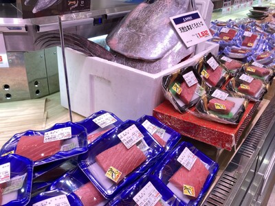 【阪神梅田本店】本年初水揚げ！鳥取県・境港から「天然生本マグロ」が到着しました