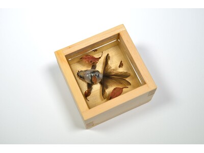 【阪神梅田本店】金魚に魅せられ8年。その軌跡に思いを込めた金魚作品をご紹介。深堀隆介作品展「金魚絵思」を開催いたします。