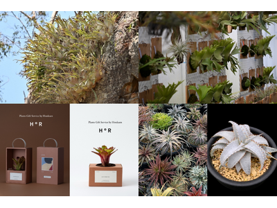 【阪急うめだ本店】他に類を見ない希少品種から新株まで。“アートな植物” ビカクシダや希少植物が大阪・梅田に集結します