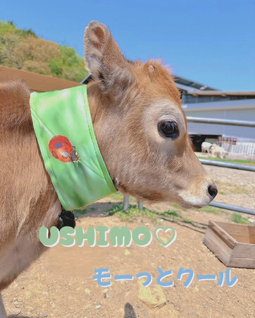【USIMO】牛の熱中症対策に！NEW接触冷感ネッククーラー、保水がハイブリッド仕様になって、7/10但馬家畜市場に登場