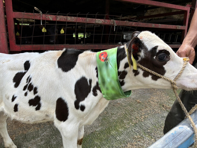 【USIMO】牛の熱中症対策に！NEW接触冷感ネッククーラー、保水がハイブリッド仕様になって、7/10広島県三次家畜市場に登場
