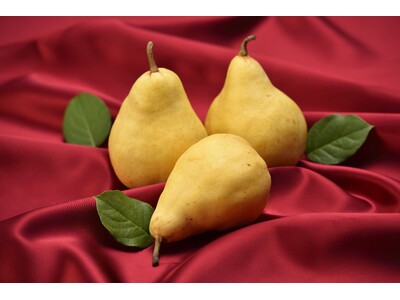 新潟が誇る冬の最高級果実「ル レクチエ」　今年の解禁を祝う出荷解禁イベント開催決定！