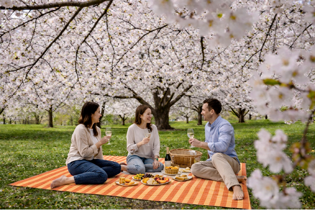 パティーナ大阪、大阪城公園での花見体験を新たに提案