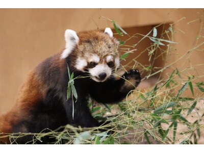 【9/21（土）は「国際レッサーパンダデー】レッサーパンダの聖地・日本平動物園で９月７日（土）からその生態や魅力に触れるイベント「国際レッサーパンダデー2024」開催