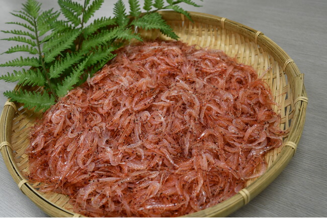 日本で唯一「桜えび」が水揚げされる駿河湾にて「桜えび」の2025年秋漁が開始｜初日の水揚げ量は約2.3トン！
