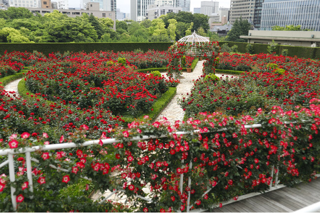 3万輪の赤薔薇が咲き誇る"異世界”へご招待。「レッドローズガーデン」限定公開！