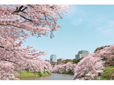 いよいよ都内でも桜開花！都心で桜を存分に満喫できる、超ラグジュアリーお花見宿泊プラン登場！