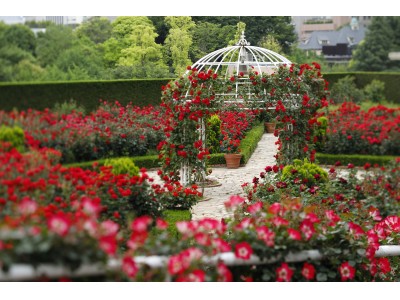 ヒミツの花園、お見せします！３万輪のバラが咲き誇る、屋上庭園へようこそ！