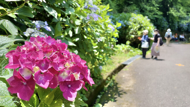 【関西屈指】山道を彩る、初夏の絶景 ー 生駒山・ぬかた園地「あじさい園」が6月下旬から見ごろに“自然×涼体験”を楽しむ観光へ ー