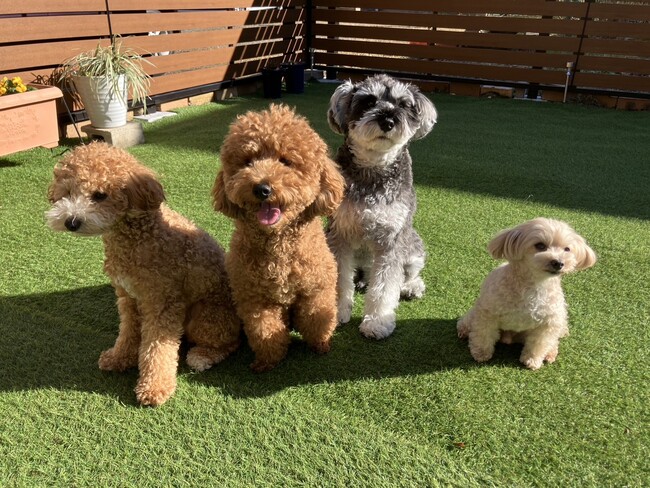 愛犬との旅行、新たな選択肢を提案！ 「宿泊分離型」で叶える、飼い主も愛犬もストレスフリーな箱根滞在
