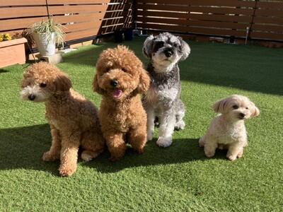 愛犬との旅行、新たな選択肢を提案！ 「宿泊分離型」で叶える、飼い主も愛犬もストレスフリーな箱根滞在