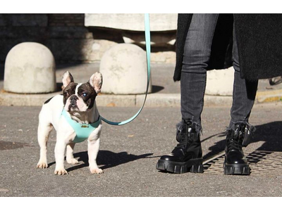 人気のイタリアンレザーハーネスに新色のアクアマリンが登場！人も犬も振り返る！？街の視線を集める、愛犬の魅...